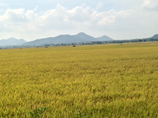 Rice fields in Vietnam ready for harvest