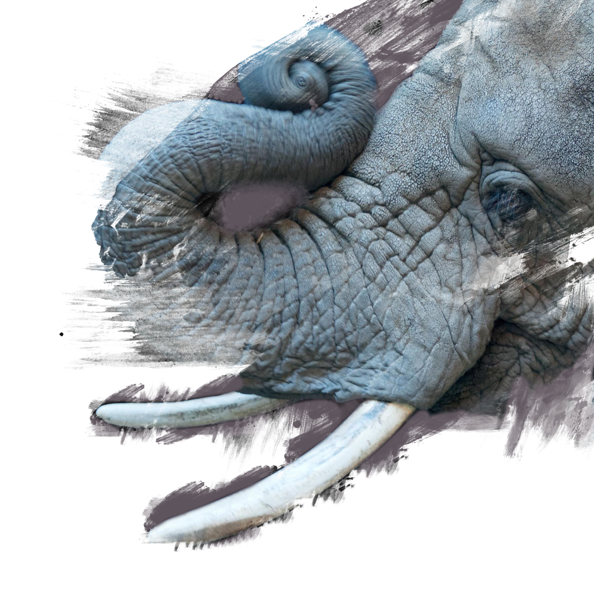 african-elephant_thumb.ngsversion.1474903828139.adapt.1900.1.png