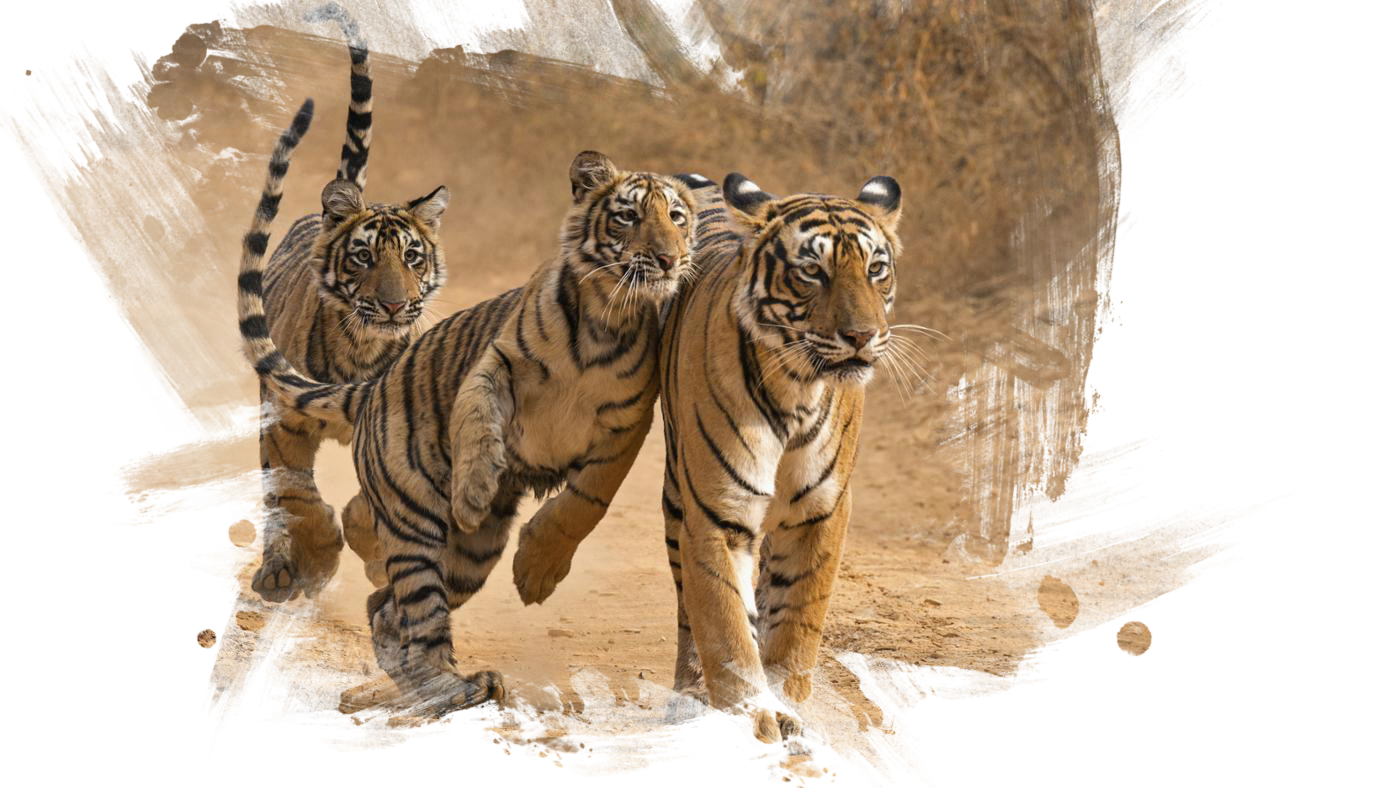 tigerss.png