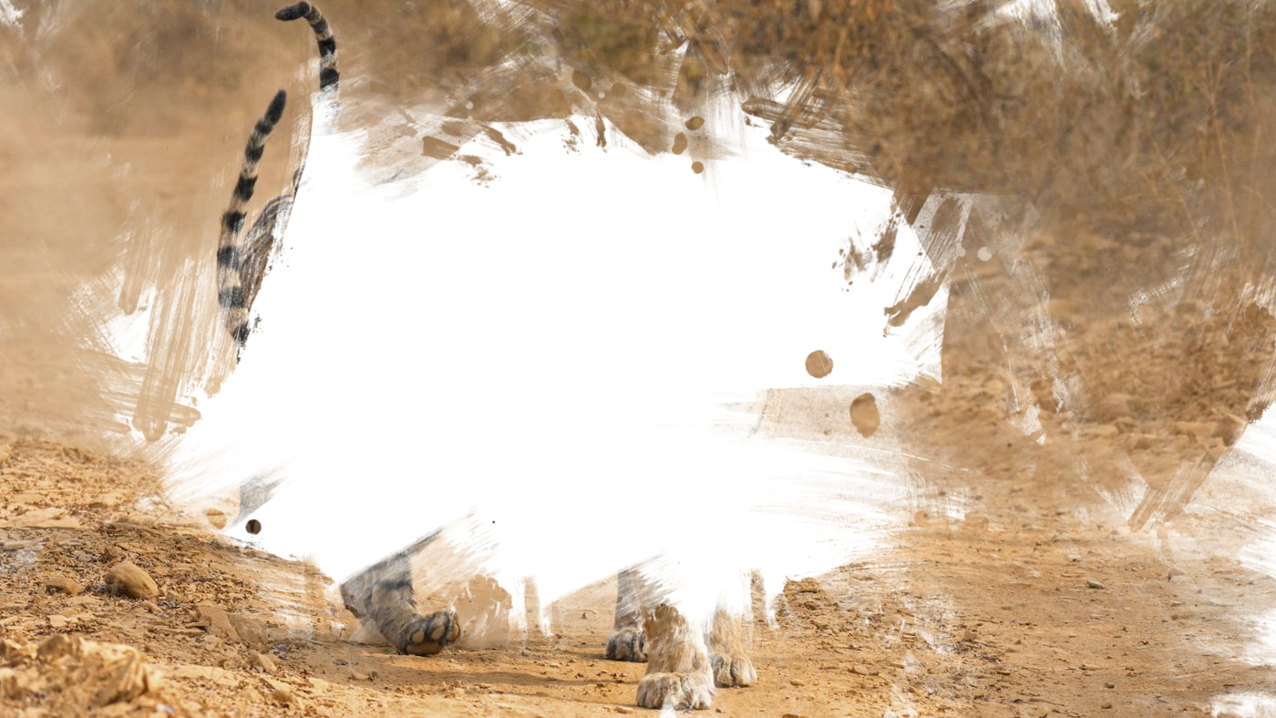tigerss2.png