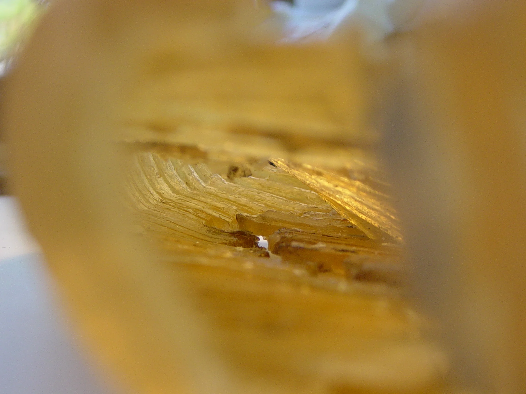 Worm_08_L.JPG