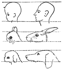 kindchenschema.gif