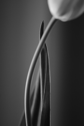 French Tulip 5.jpg