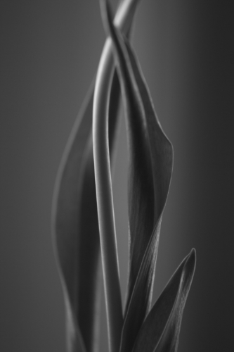 French Tulip 7.jpg