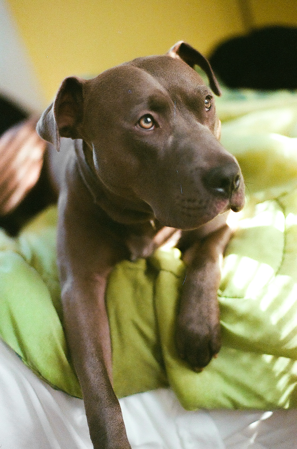 Emily Wilson Photography film camera Pentax 50 mm aged film pet photography