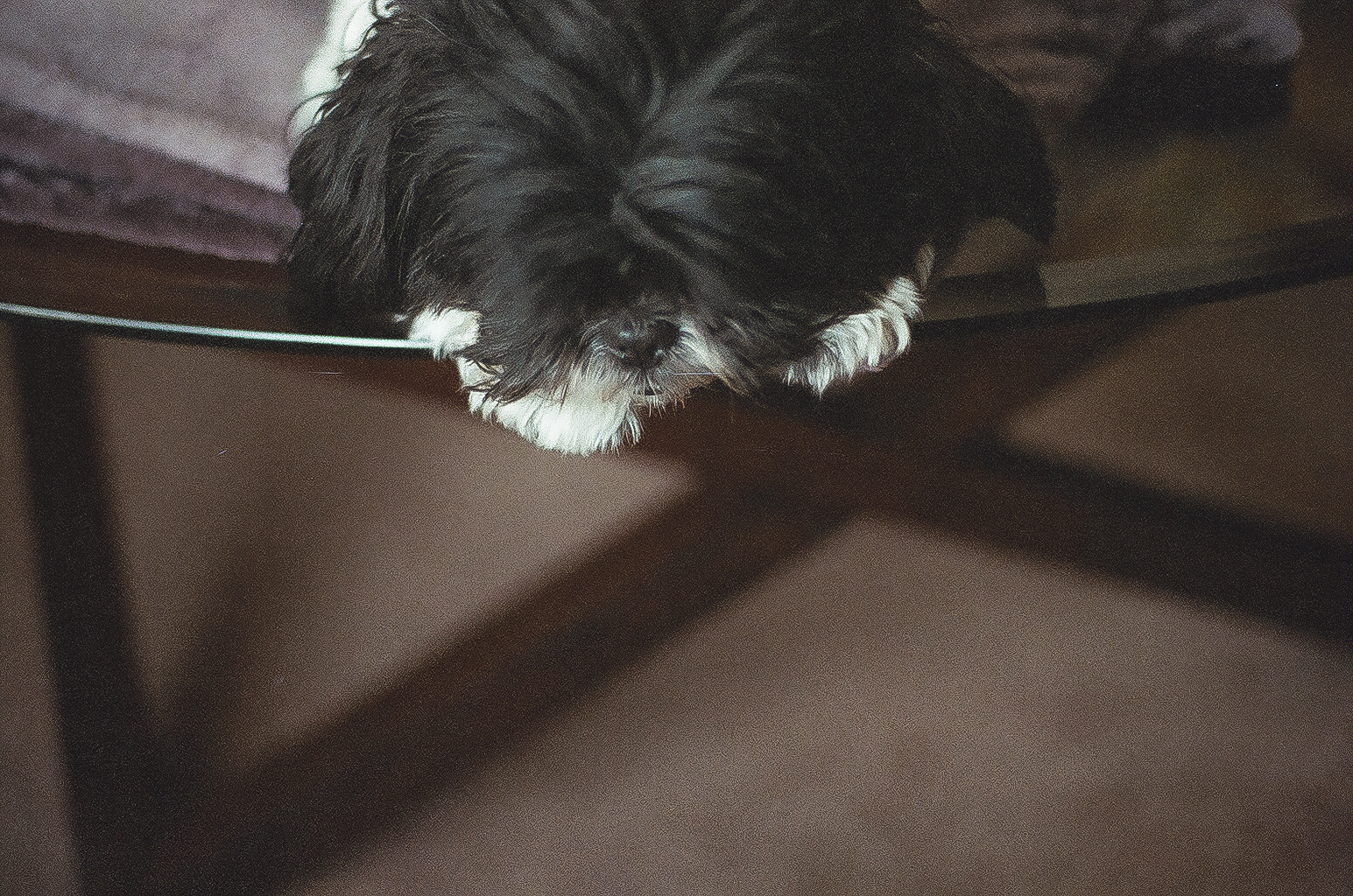 Emily Wilson Photography film camera Pentax 50 mm aged film pet photography