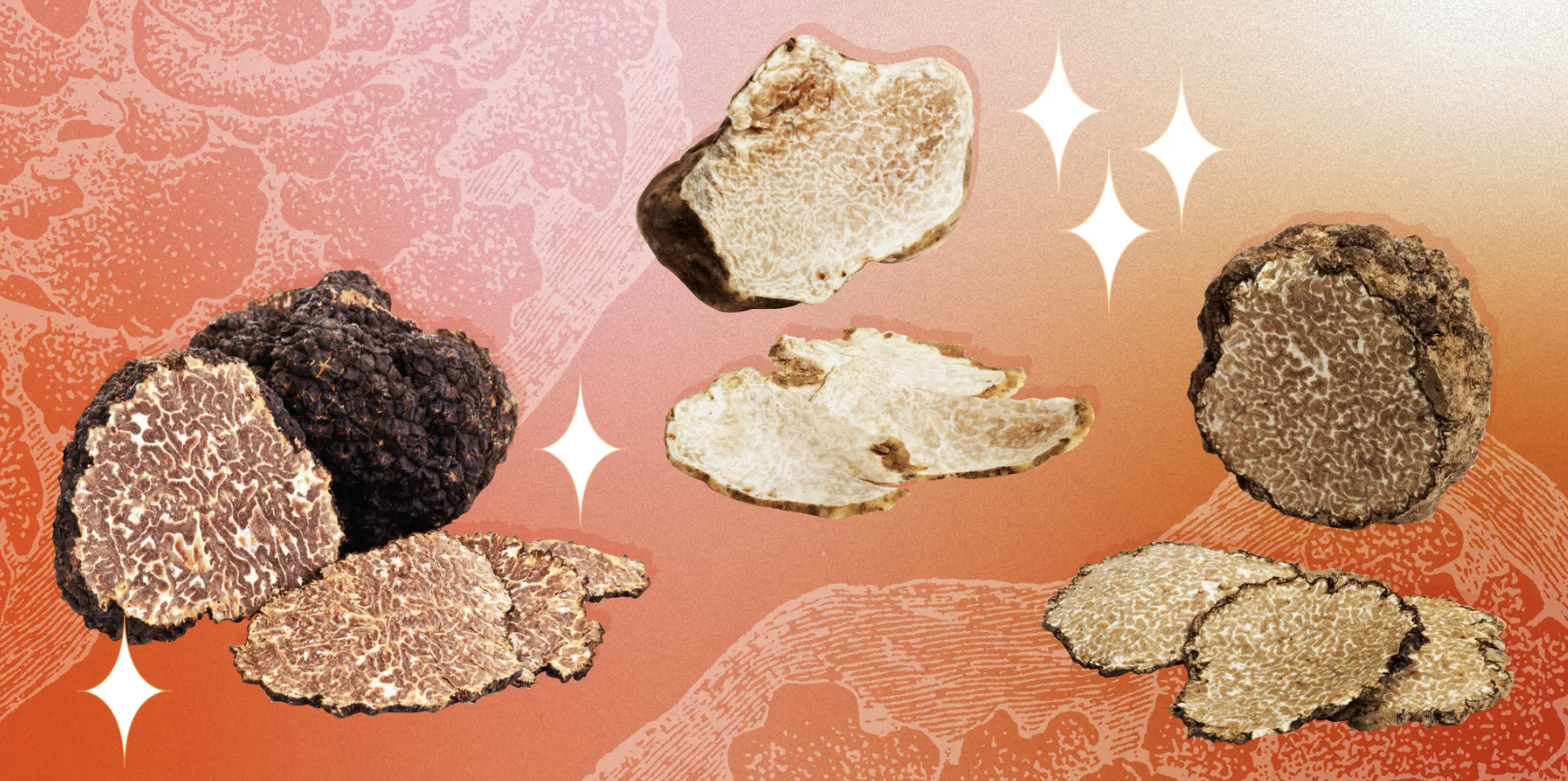 What are Truffles and Why are They So Expensive?