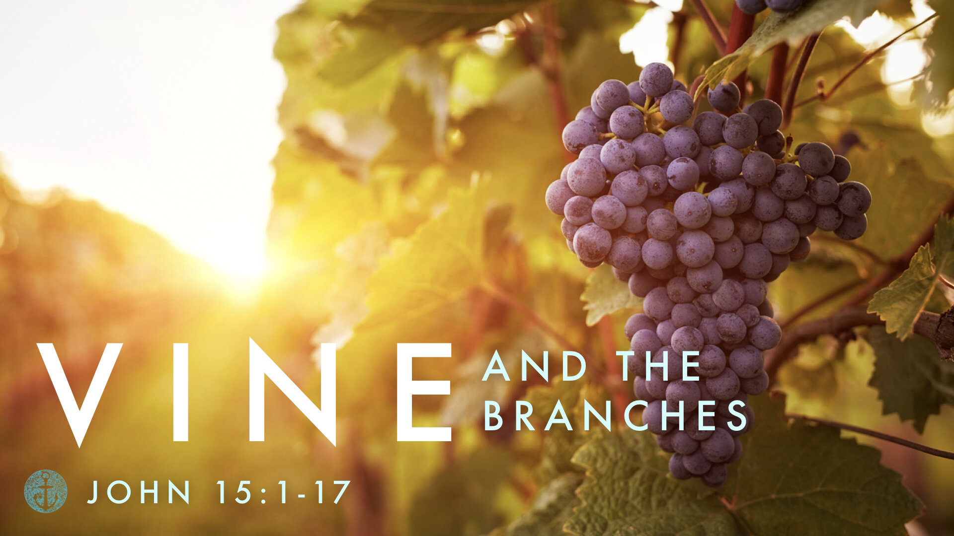 John 15 1 17 In The Vine Of Friendship Sunday Sermon HAMPTON ROADS CHURCH john-15-1-17-in-the-vine-of-friendship-sunday-sermon-hampton-roads-church