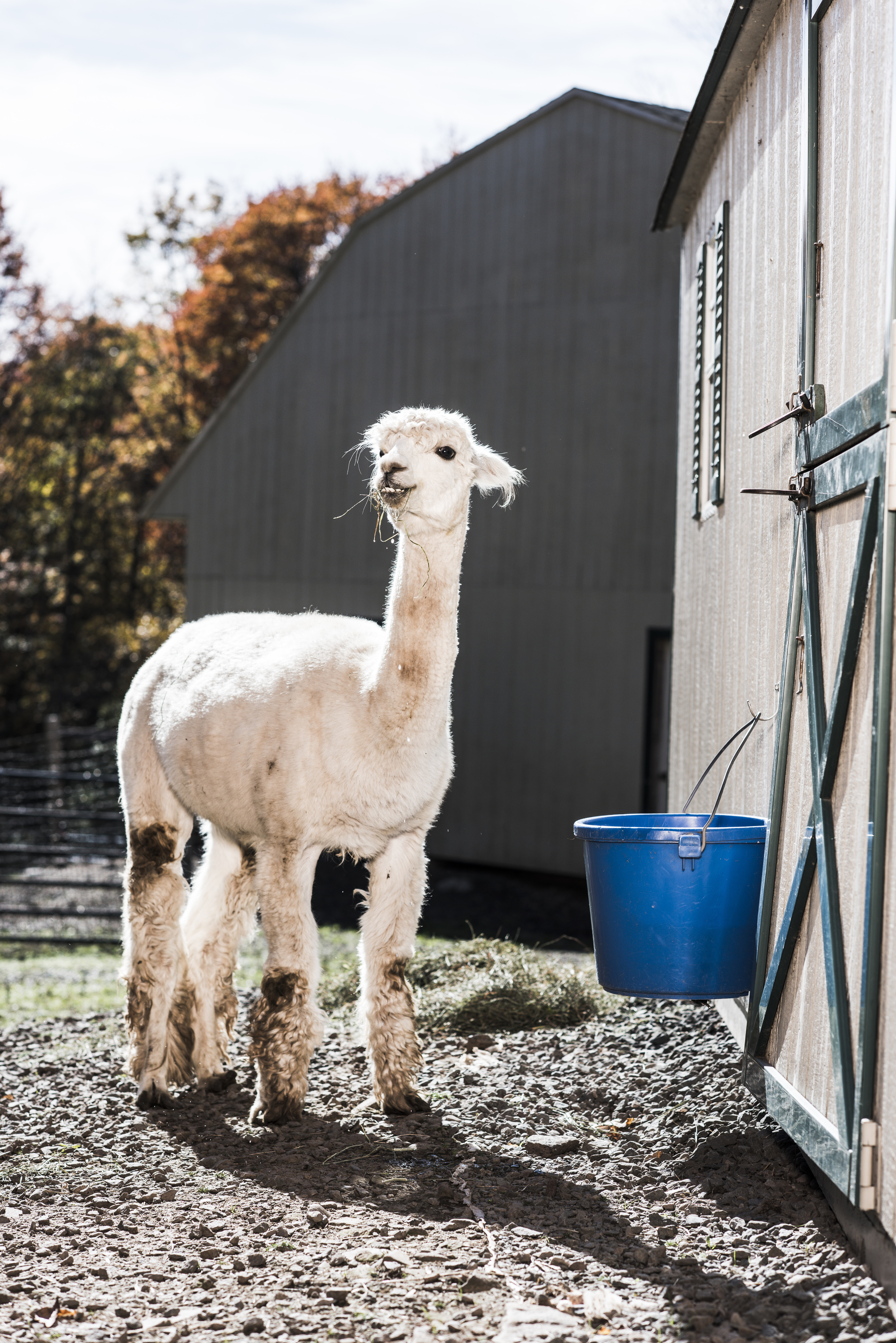 Imagine_Alpacas_eddie_adams_workshop_2015 (4 of 11).jpg