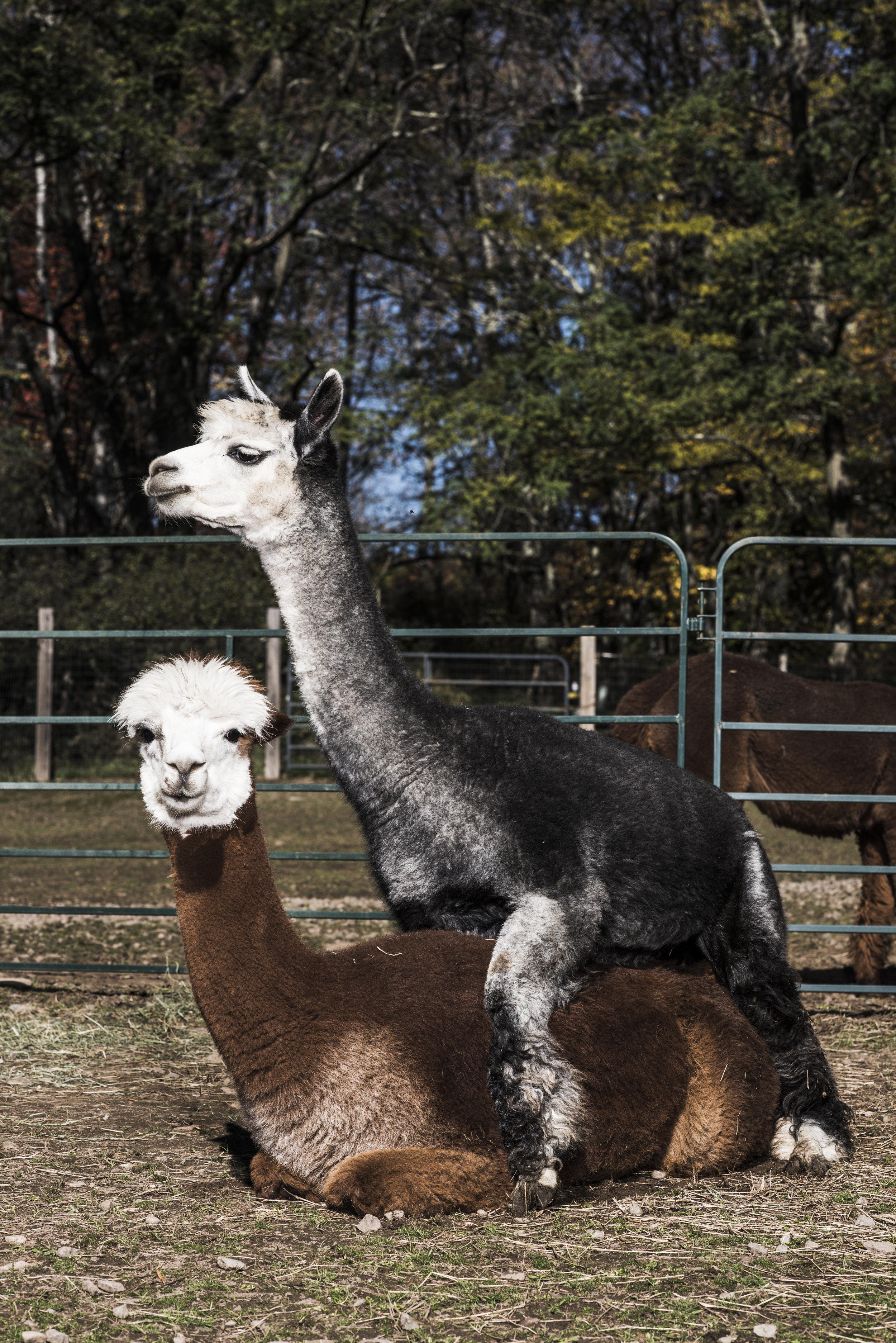 Imagine_Alpacas_eddie_adams_workshop_2015 (5 of 11).jpg