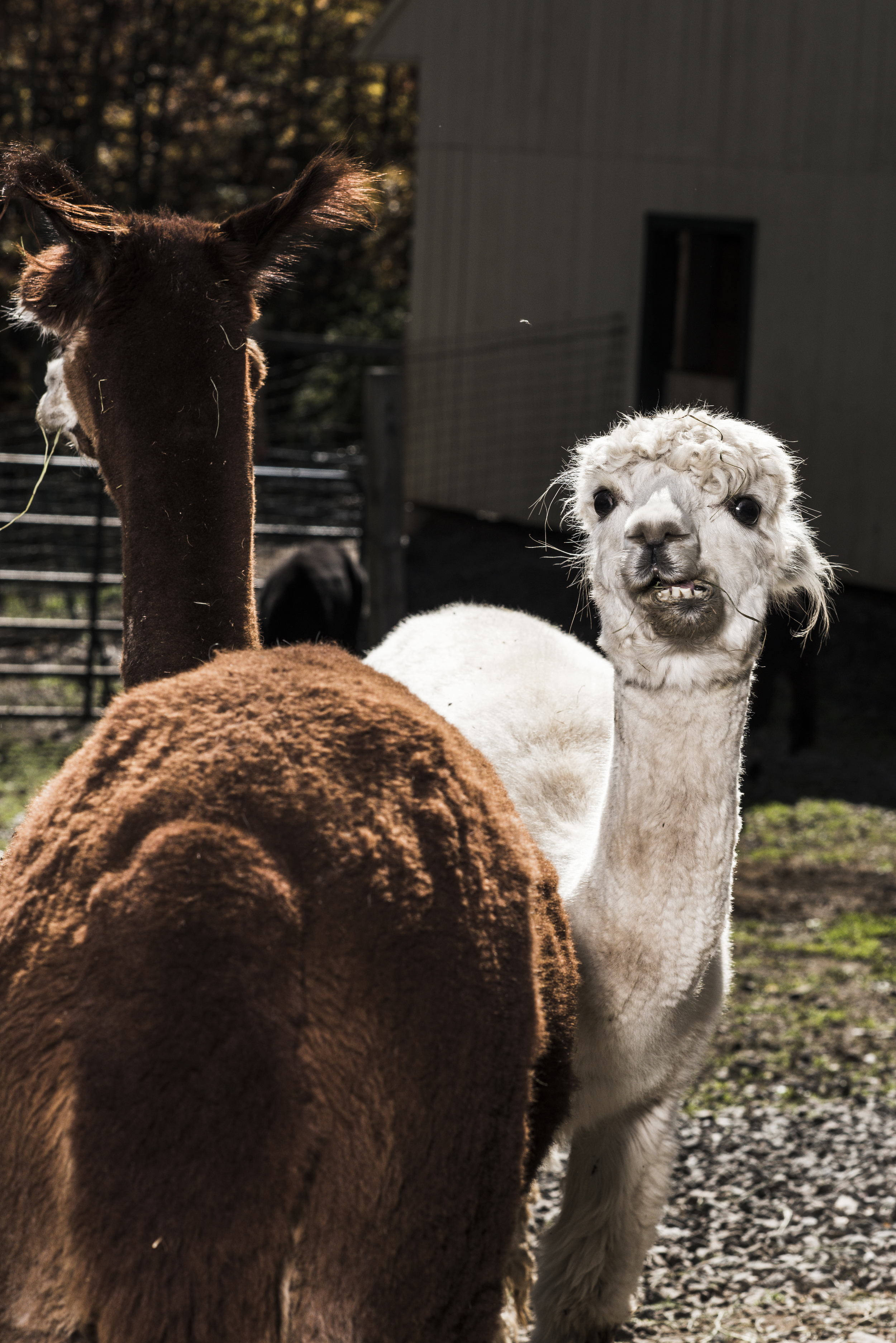 Imagine_Alpacas_eddie_adams_workshop_2015 (6 of 11).jpg