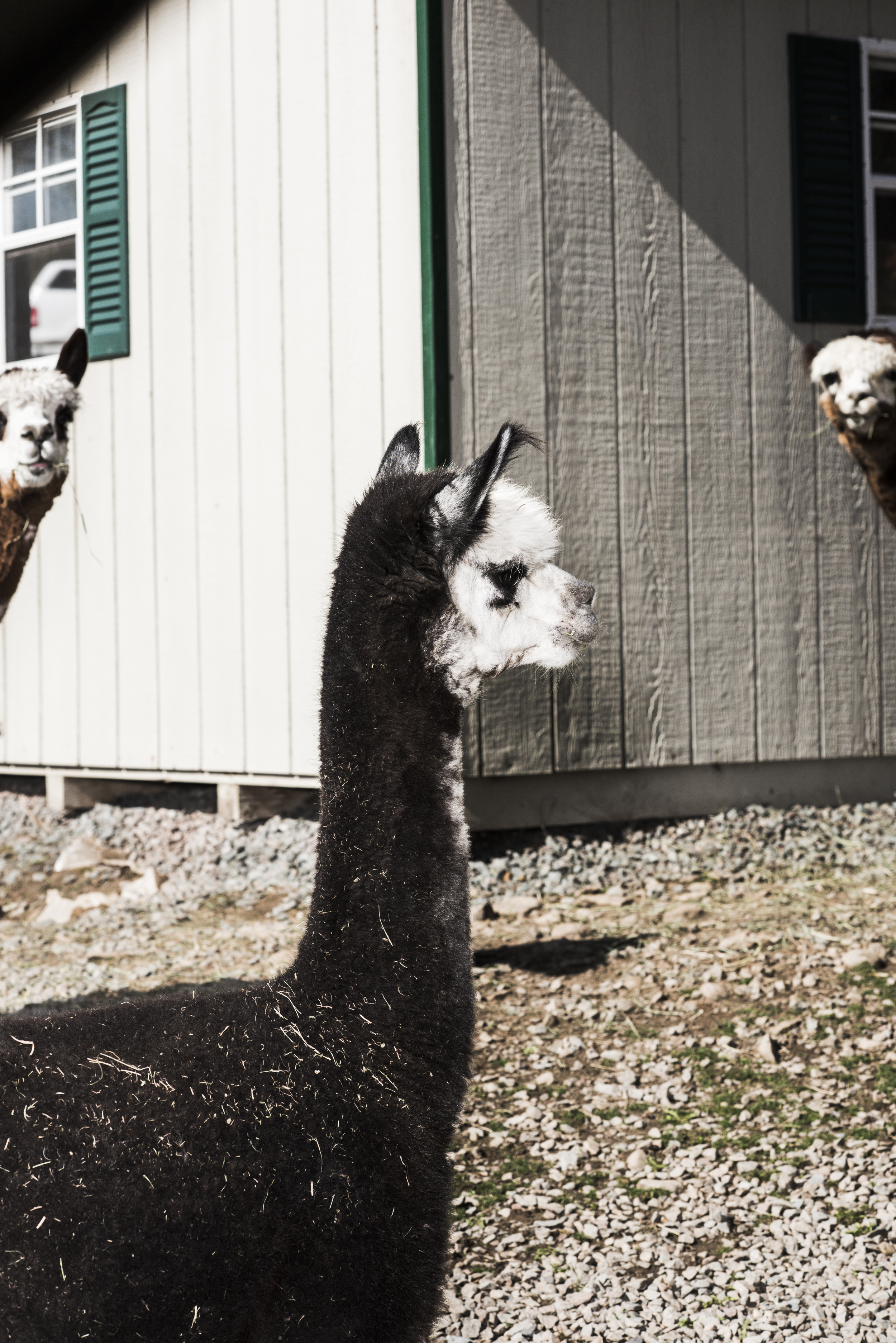 Imagine_Alpacas_eddie_adams_workshop_2015 (7 of 11).jpg