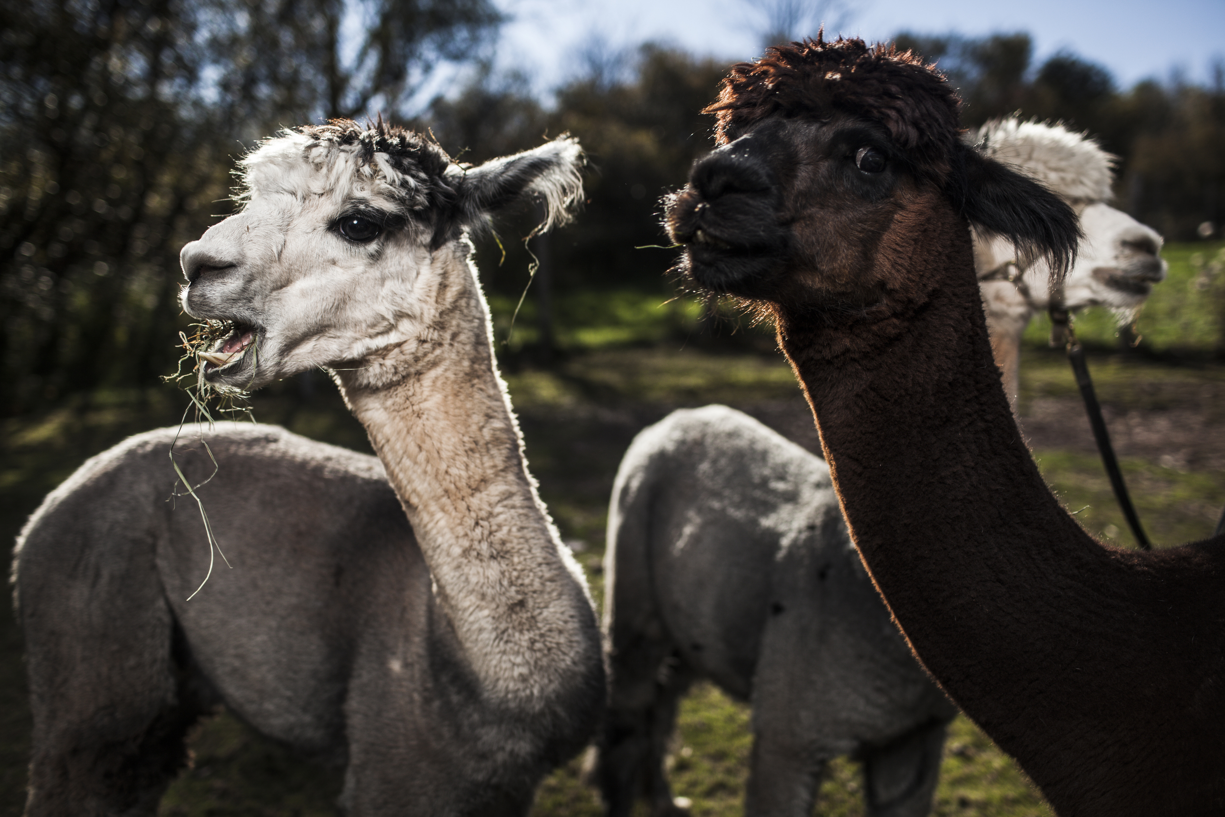 Imagine_Alpacas_eddie_adams_workshop_2015 (11 of 11).jpg