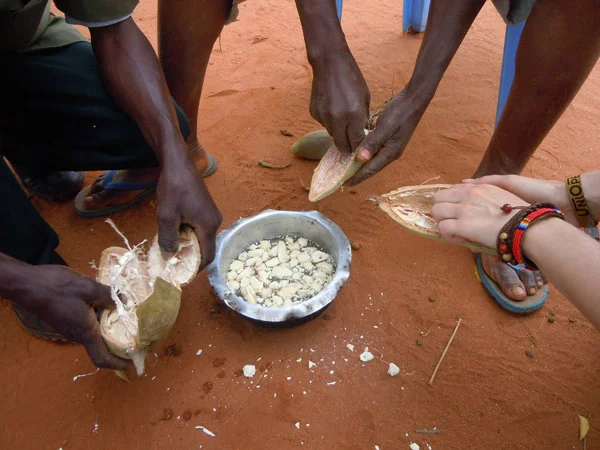 BaobabFruit-ICRAF-sm.jpg