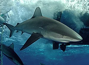 galapagos_shark.jpg