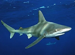 sandbar_shark.jpg