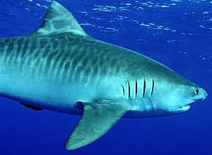 tiger_shark.jpg