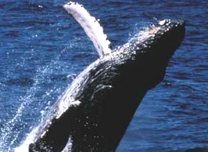 humpback_whale.jpg