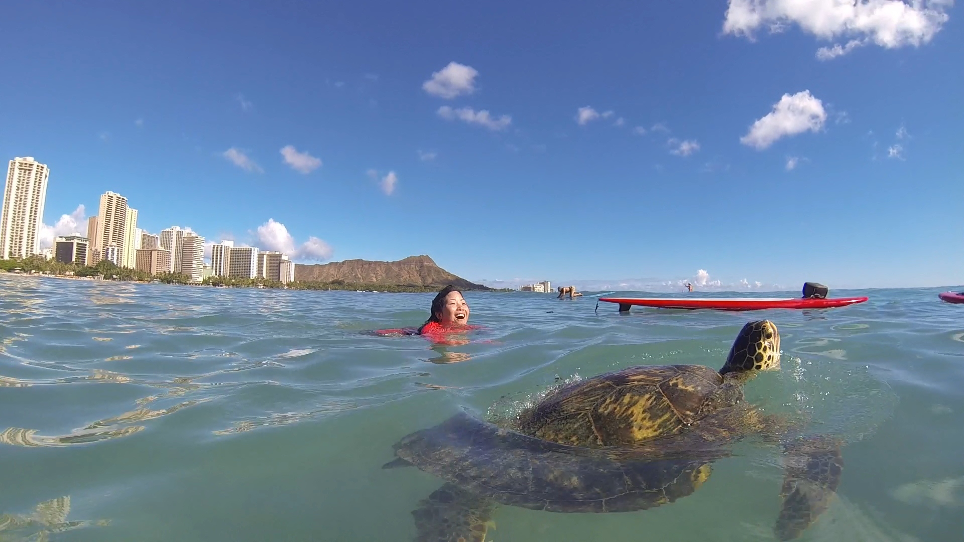 waikiki turtle 03.jpg