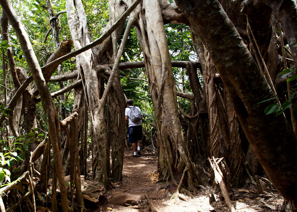 Kuliouou Ridge Trail 5.jpg