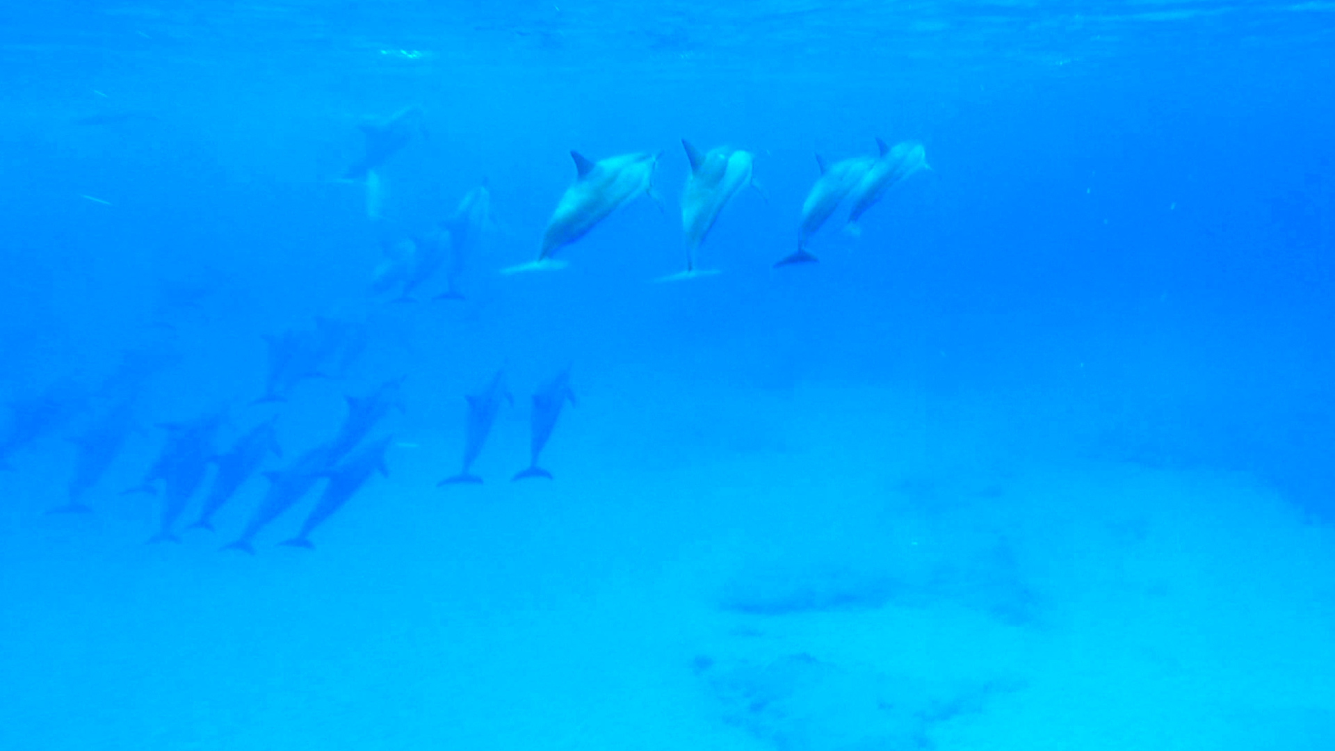 Dolphin 5-10-15.Still018.jpg