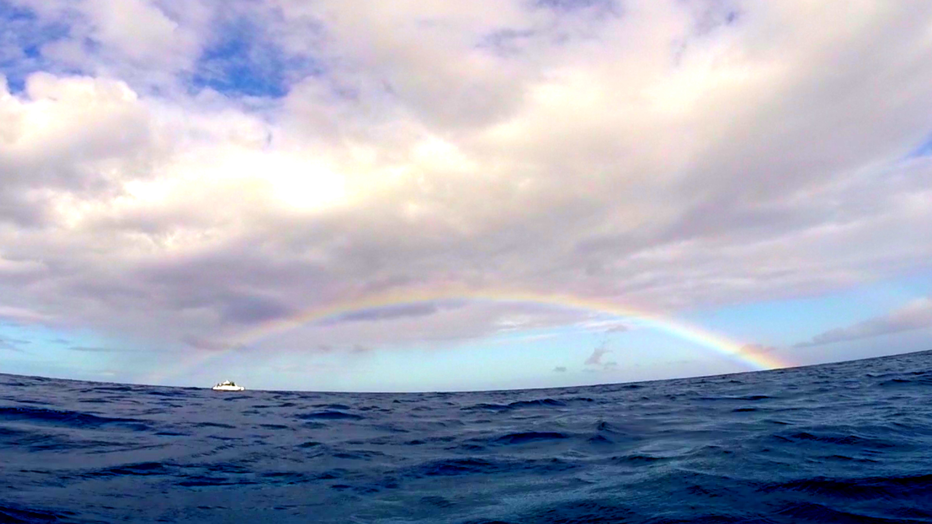 Dolphin 5-10-15.Still020.jpg