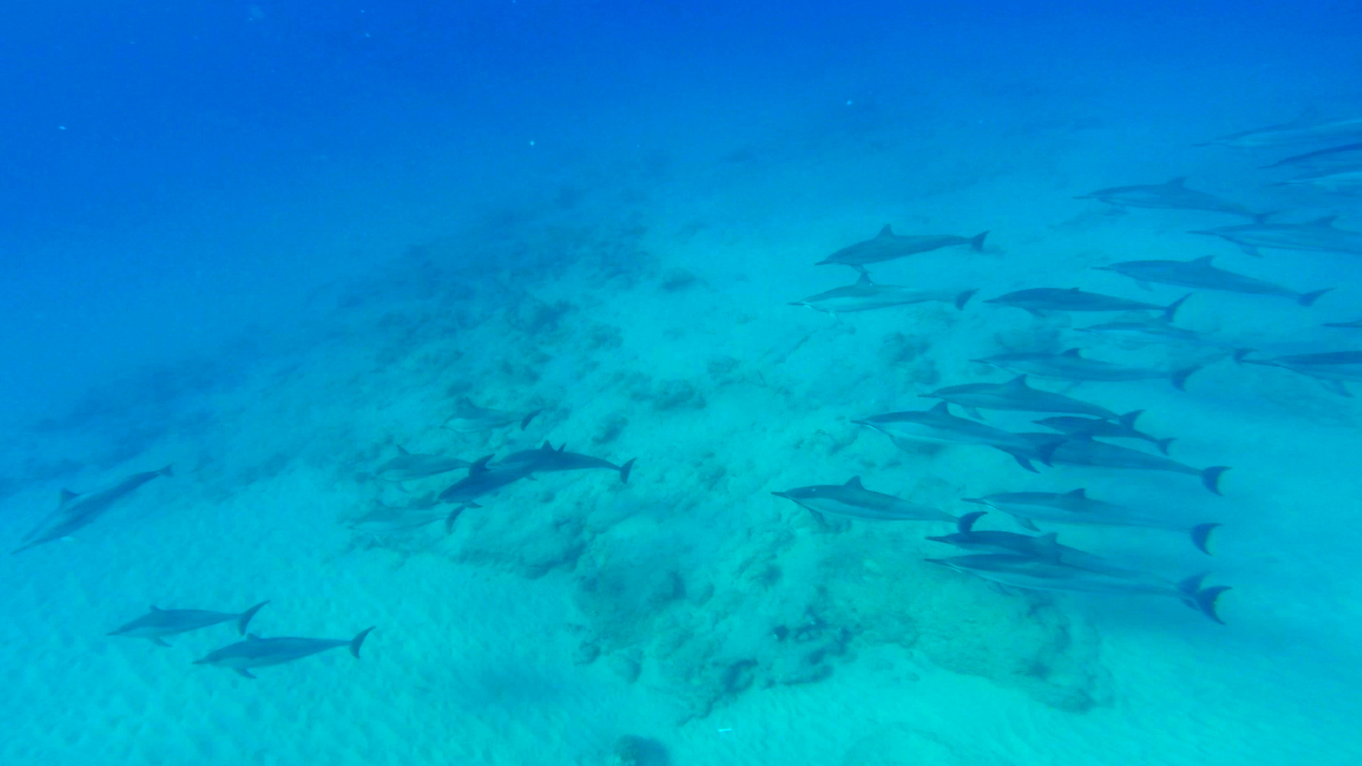 Dolphin 5-10-15.Still024.jpg