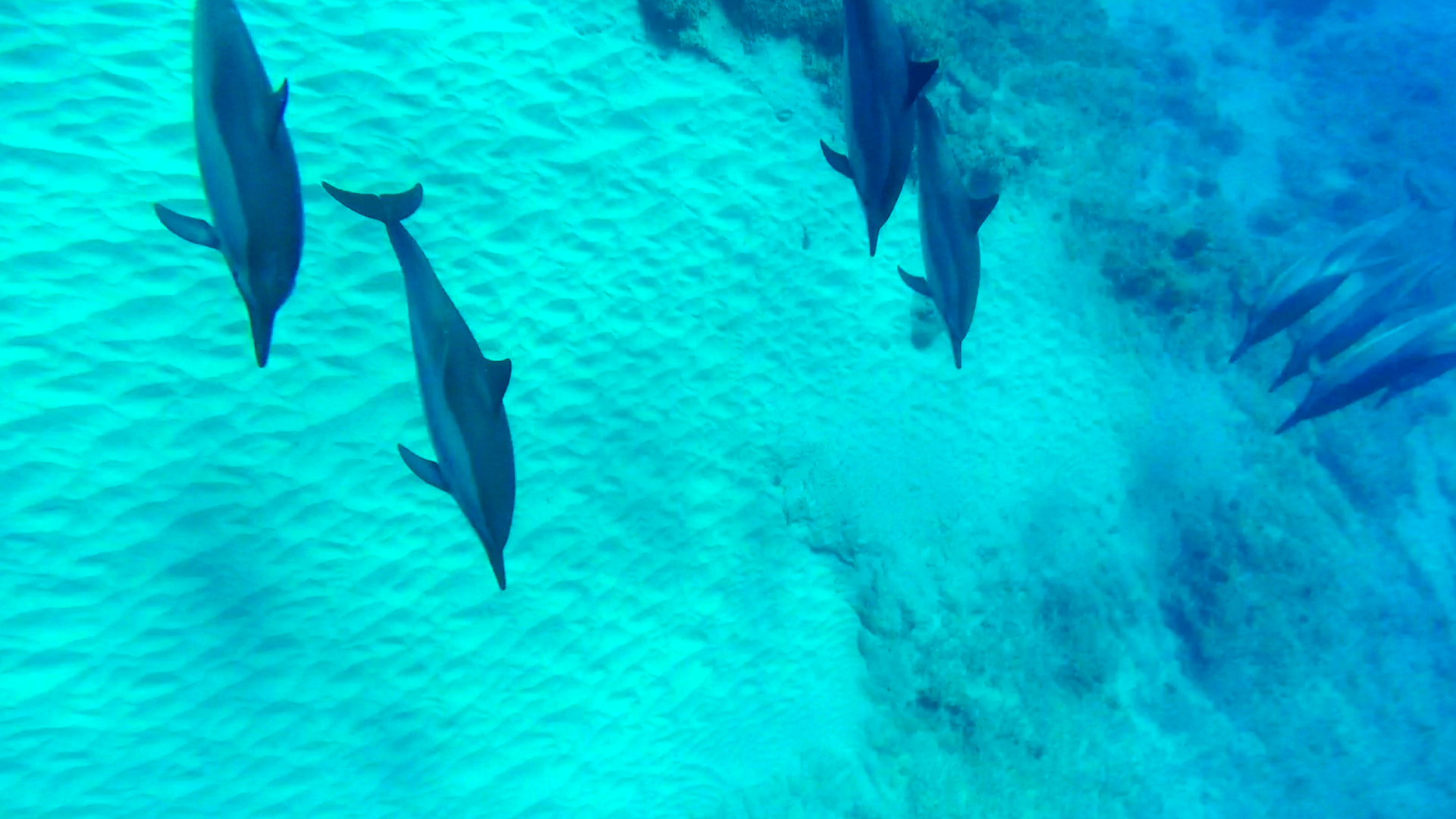 Dolphin 5-10-15.Still033.jpg
