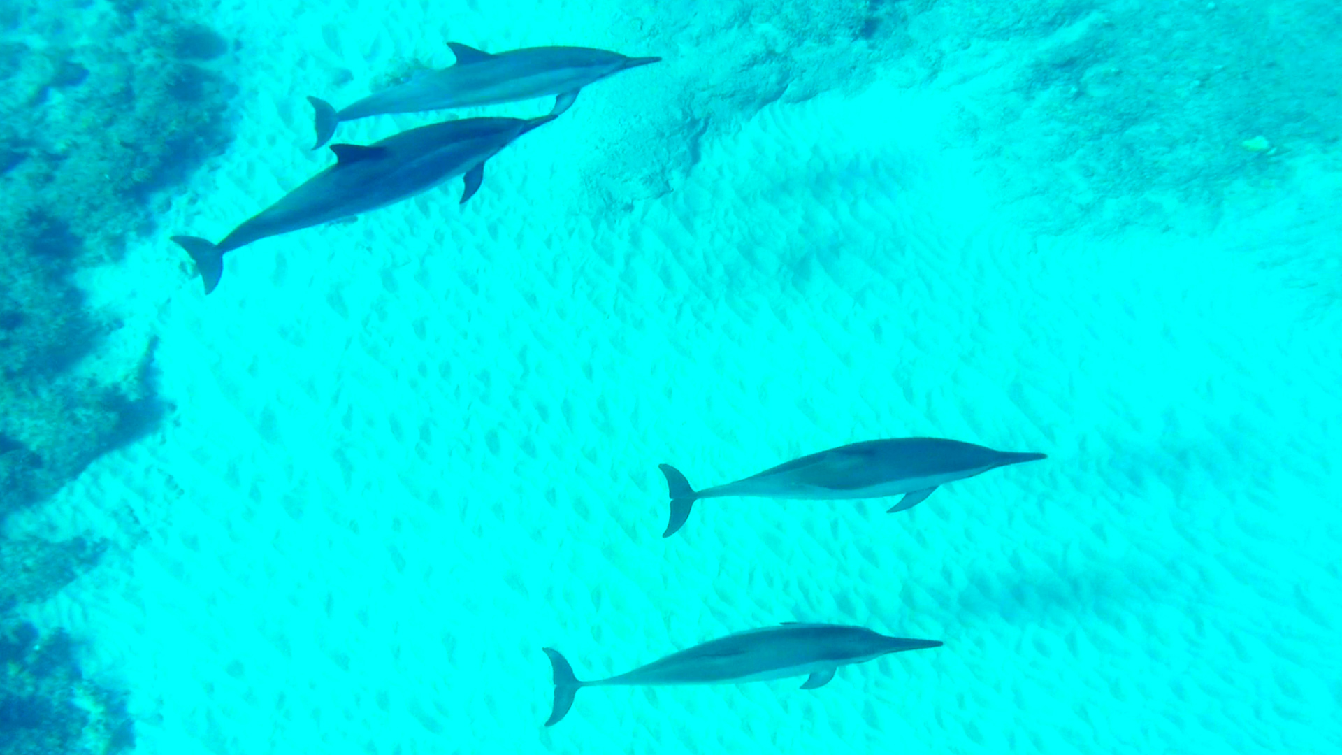 Dolphin 5-10-15.Still034.jpg