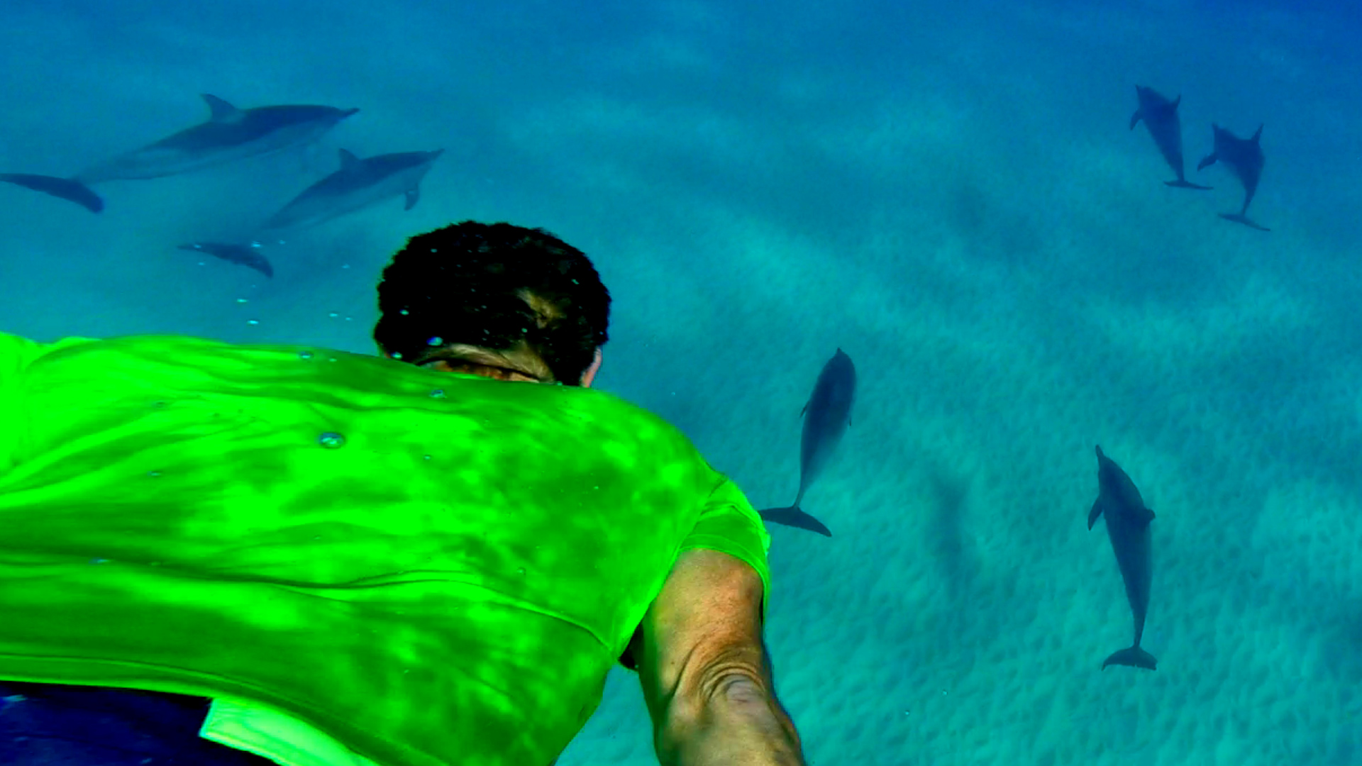 Dolphin 5-10-15.Still040.jpg