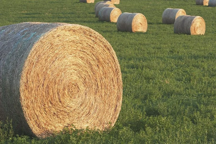 Alfalfa.jpg