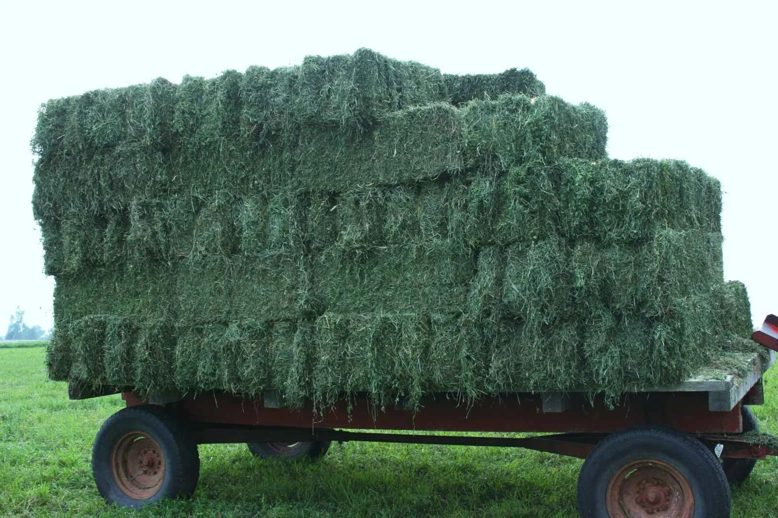 sm sqare alfalfa.jpg