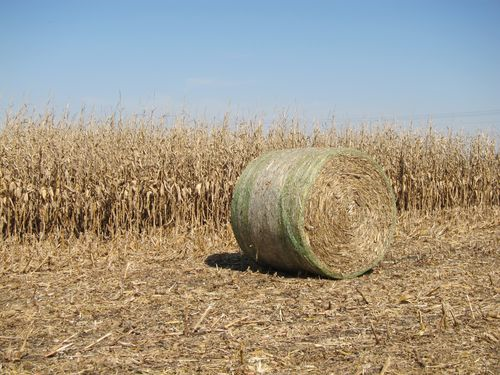 Corn Stalk Round Bales