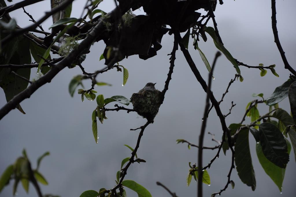 Baby hummingbird 