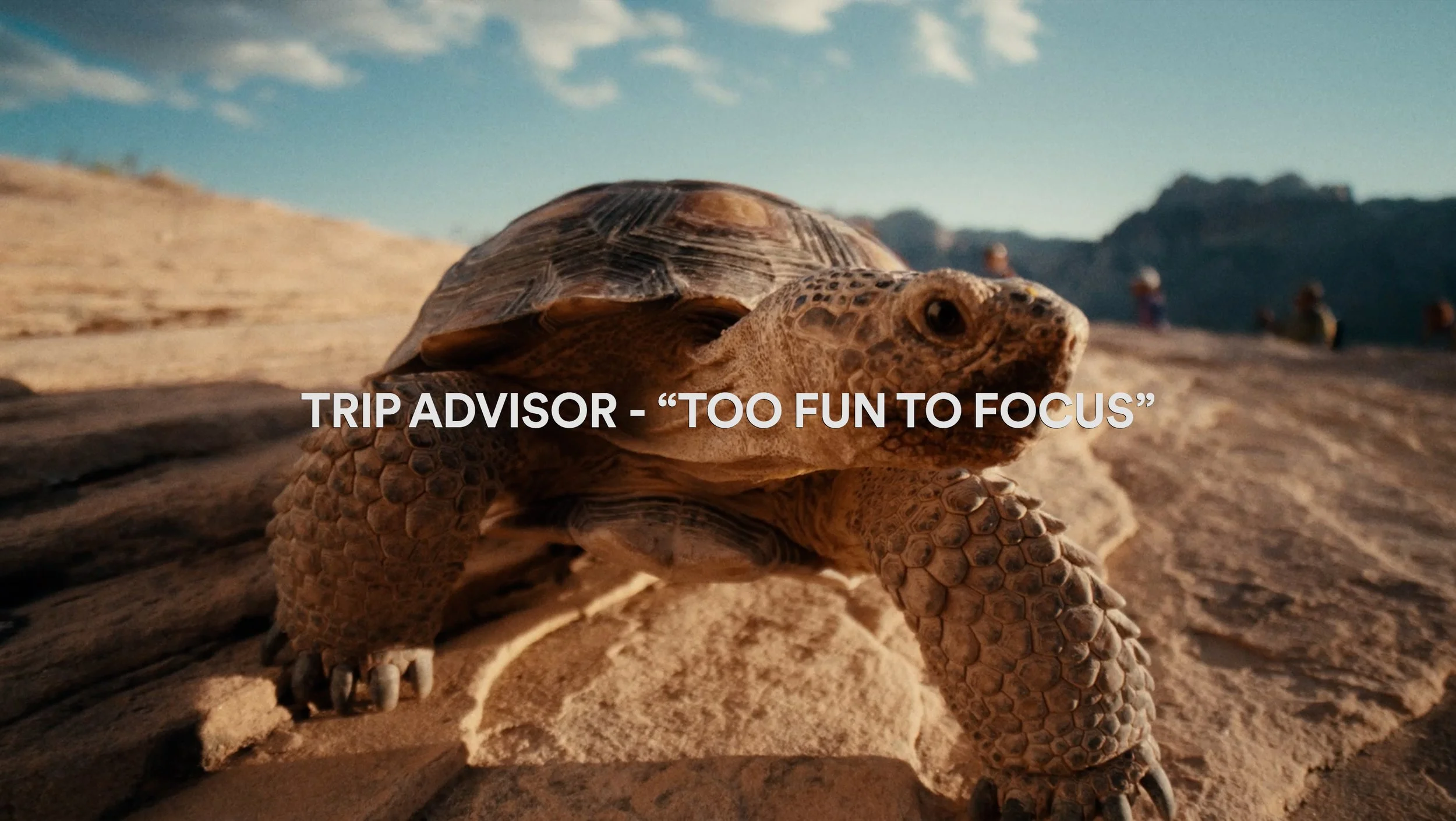 TRIPADVISOR copy.jpg