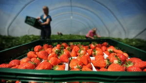 strawberries.jpg