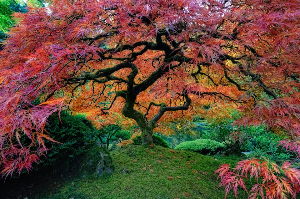 japanese-garden-in-portland.jpg