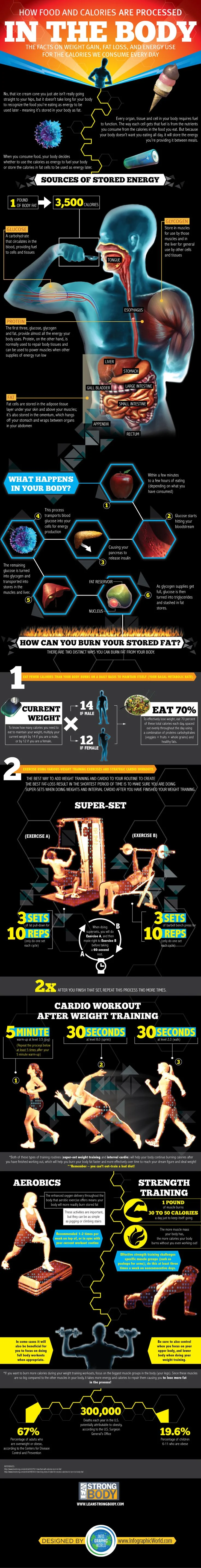 I Love Heathly Living: How Food and Calories Are Processed In The Body