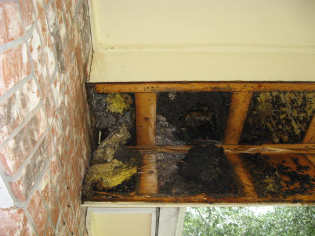Poisoned beehive -001.jpg