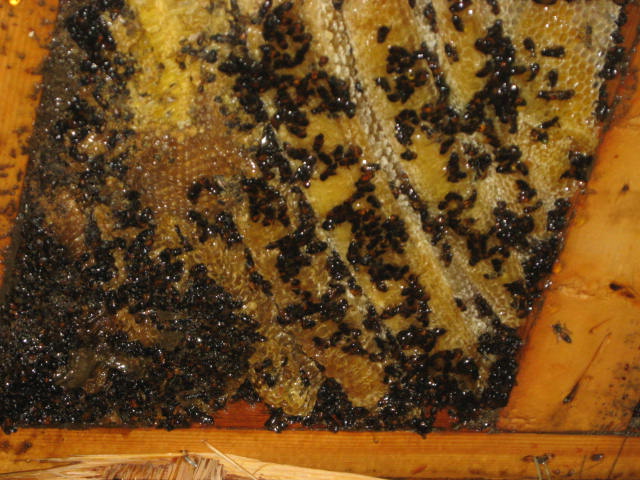 Poisoned beehive -004.jpg