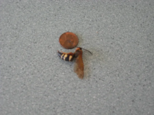 Hornet