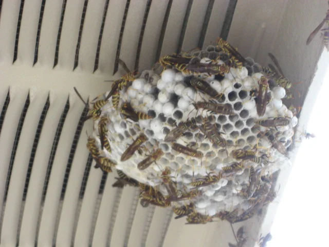Paper Wasp Nest