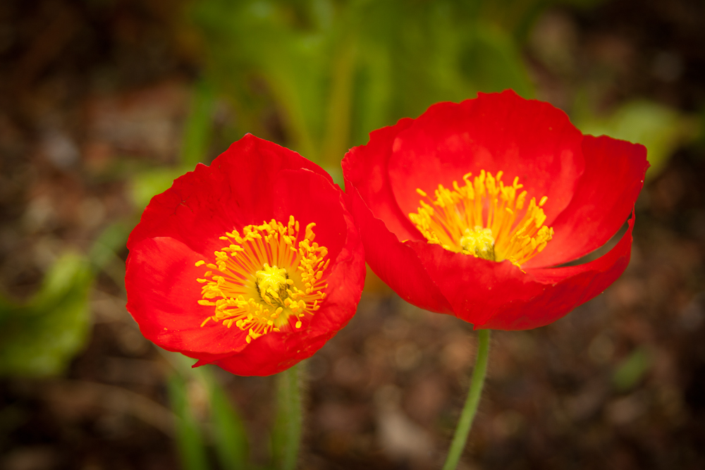 Poppies