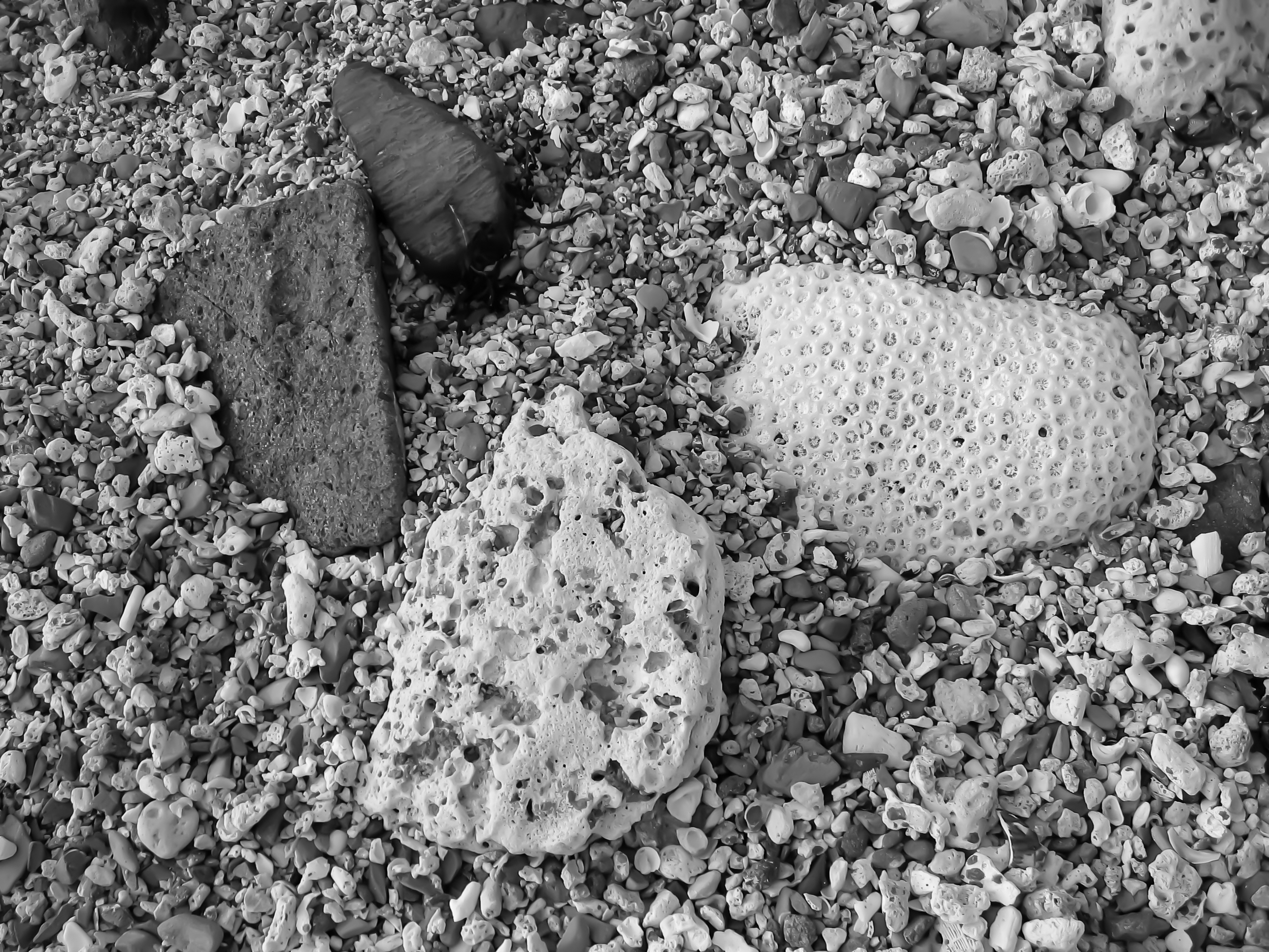 Seashells