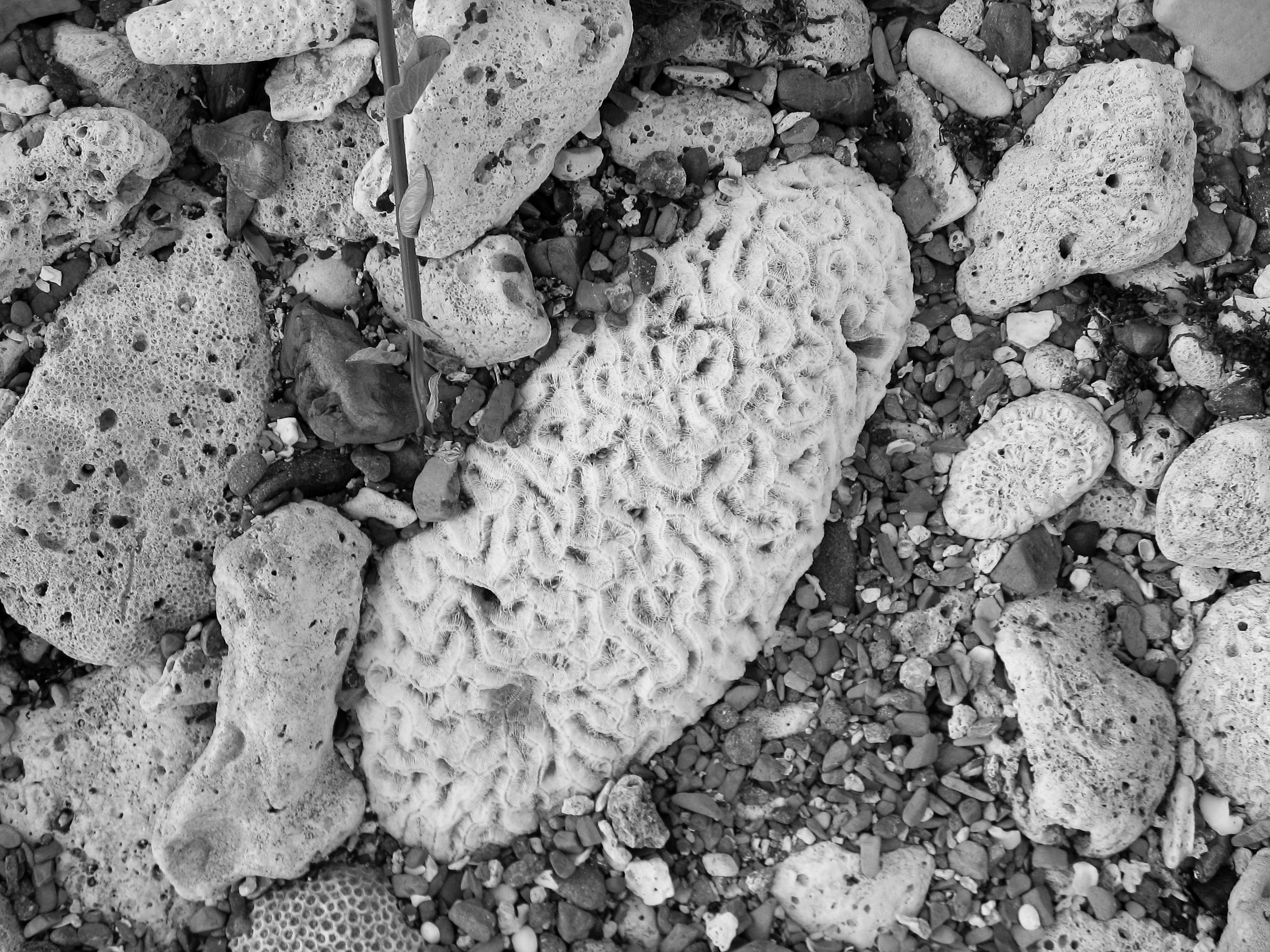 Coral