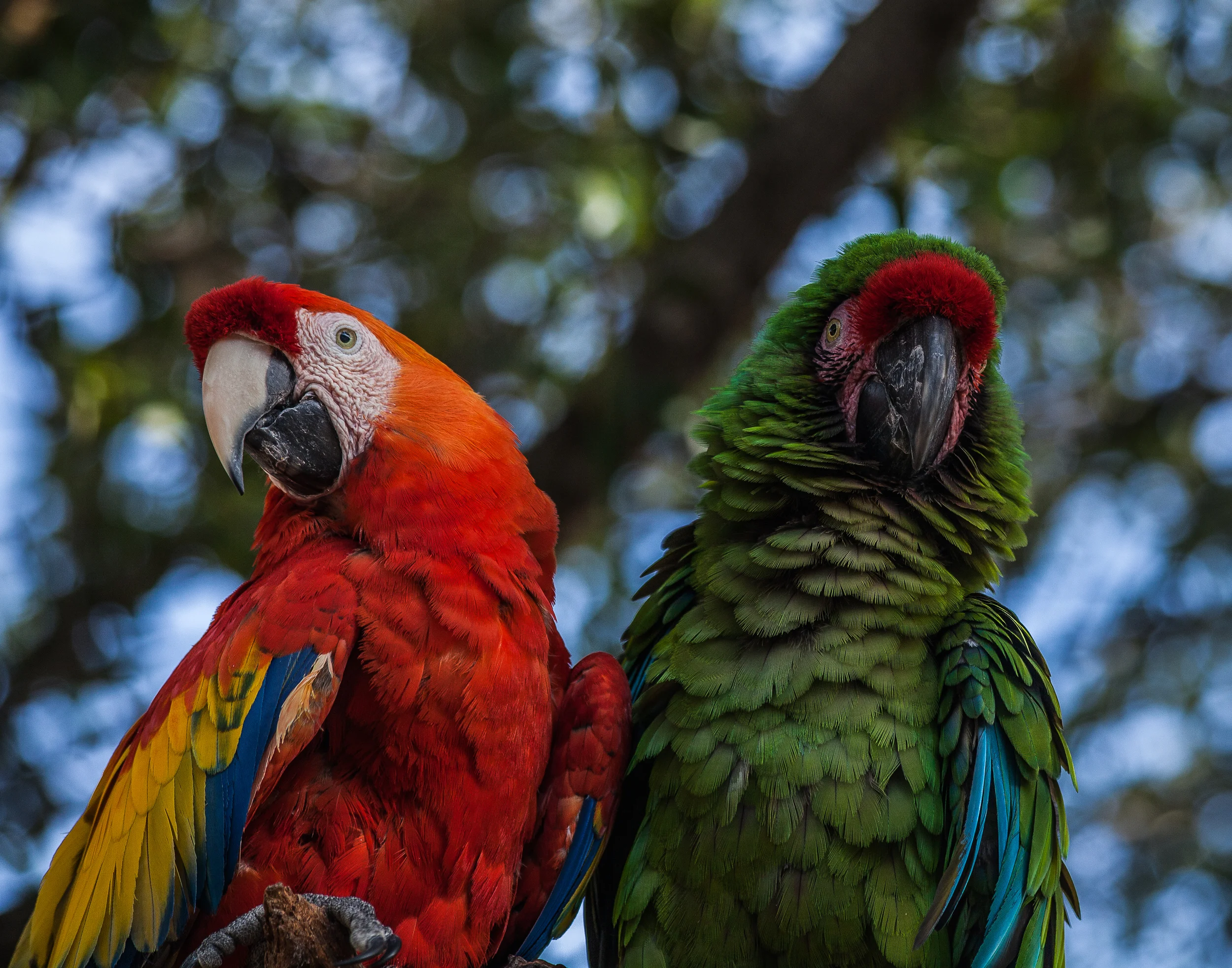 Parrots