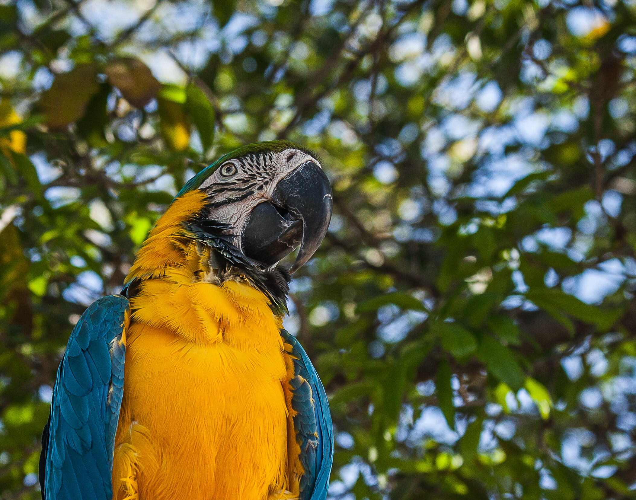 Parrot