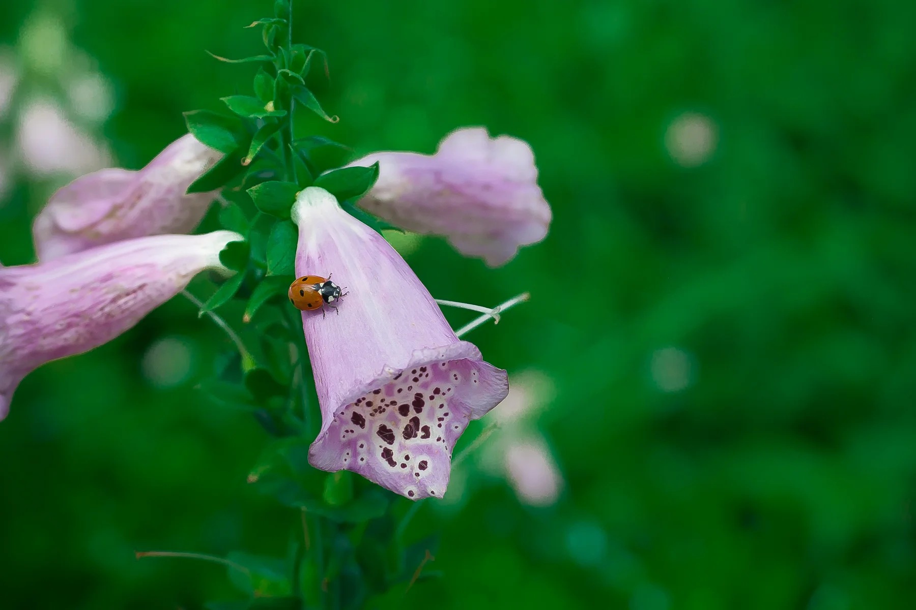 Ladybug