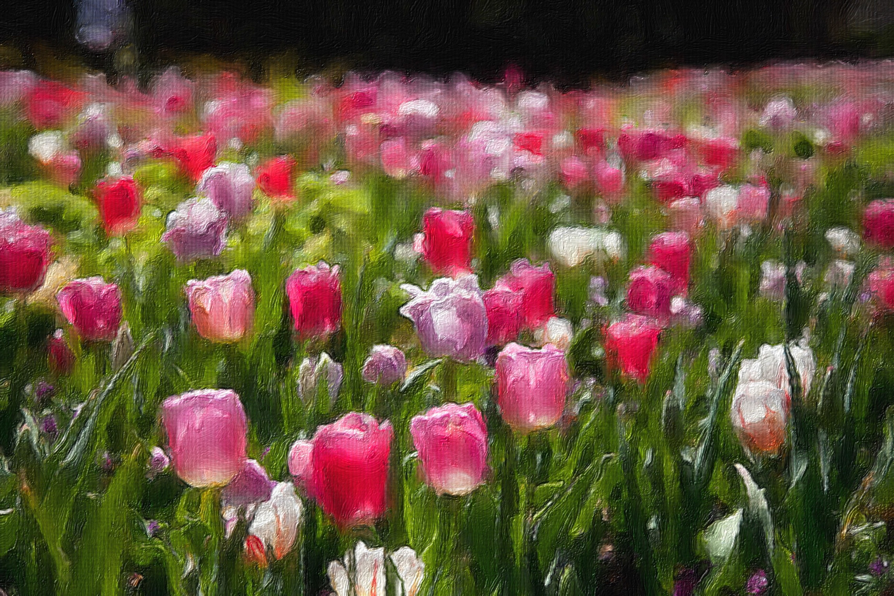 Tulips