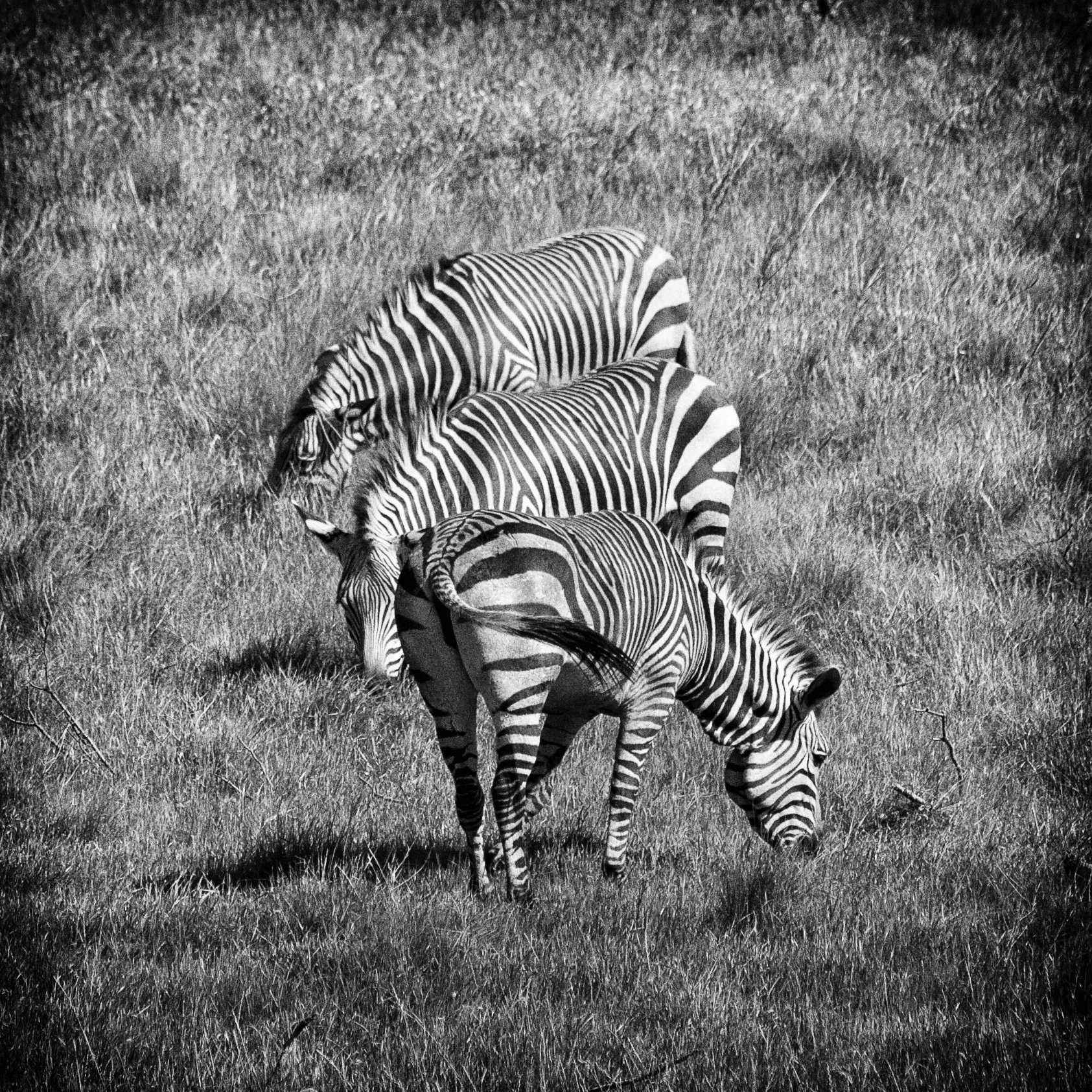 Zebras